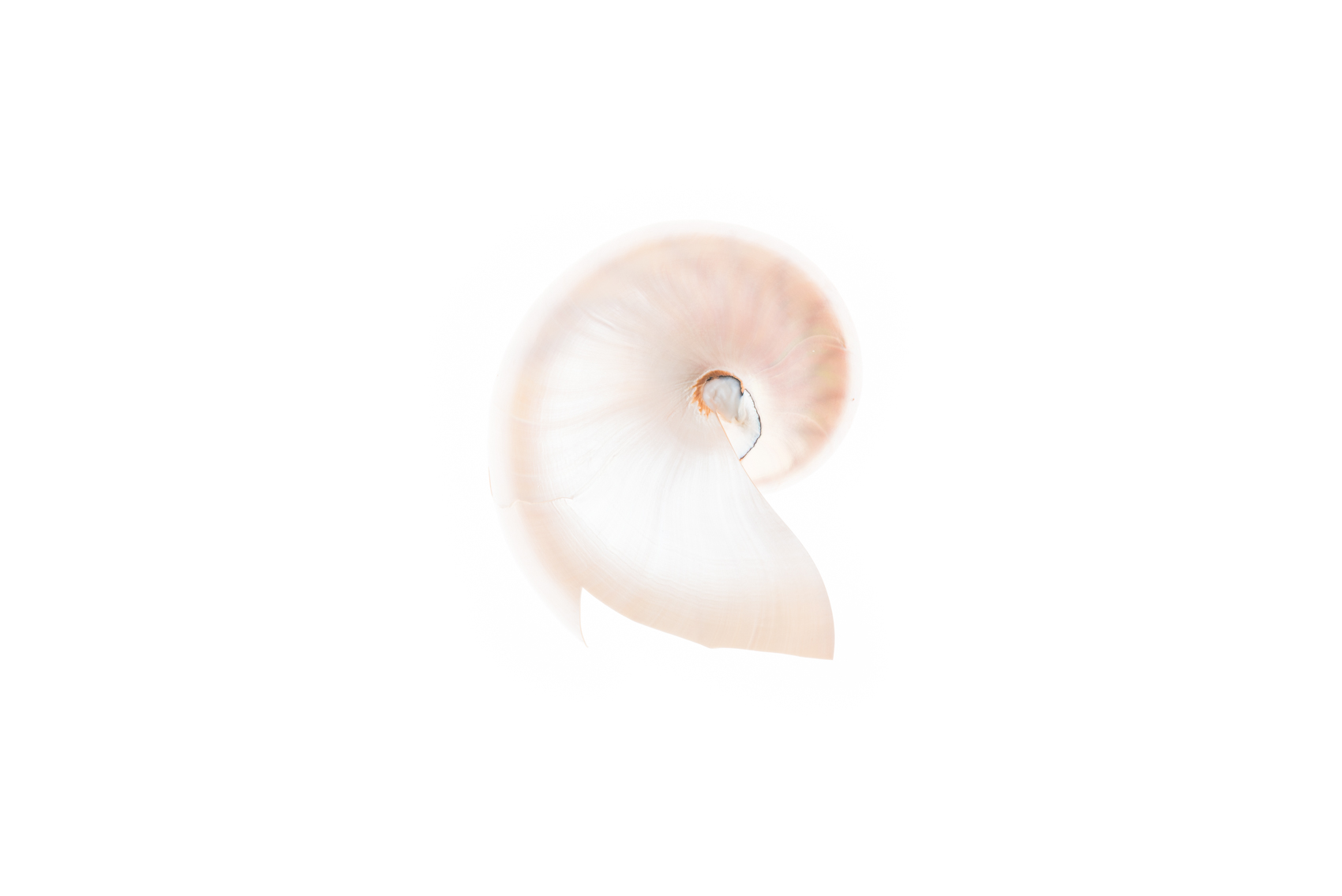 Nautilus shell, Royal Ontario Museum specimen © David Coulson