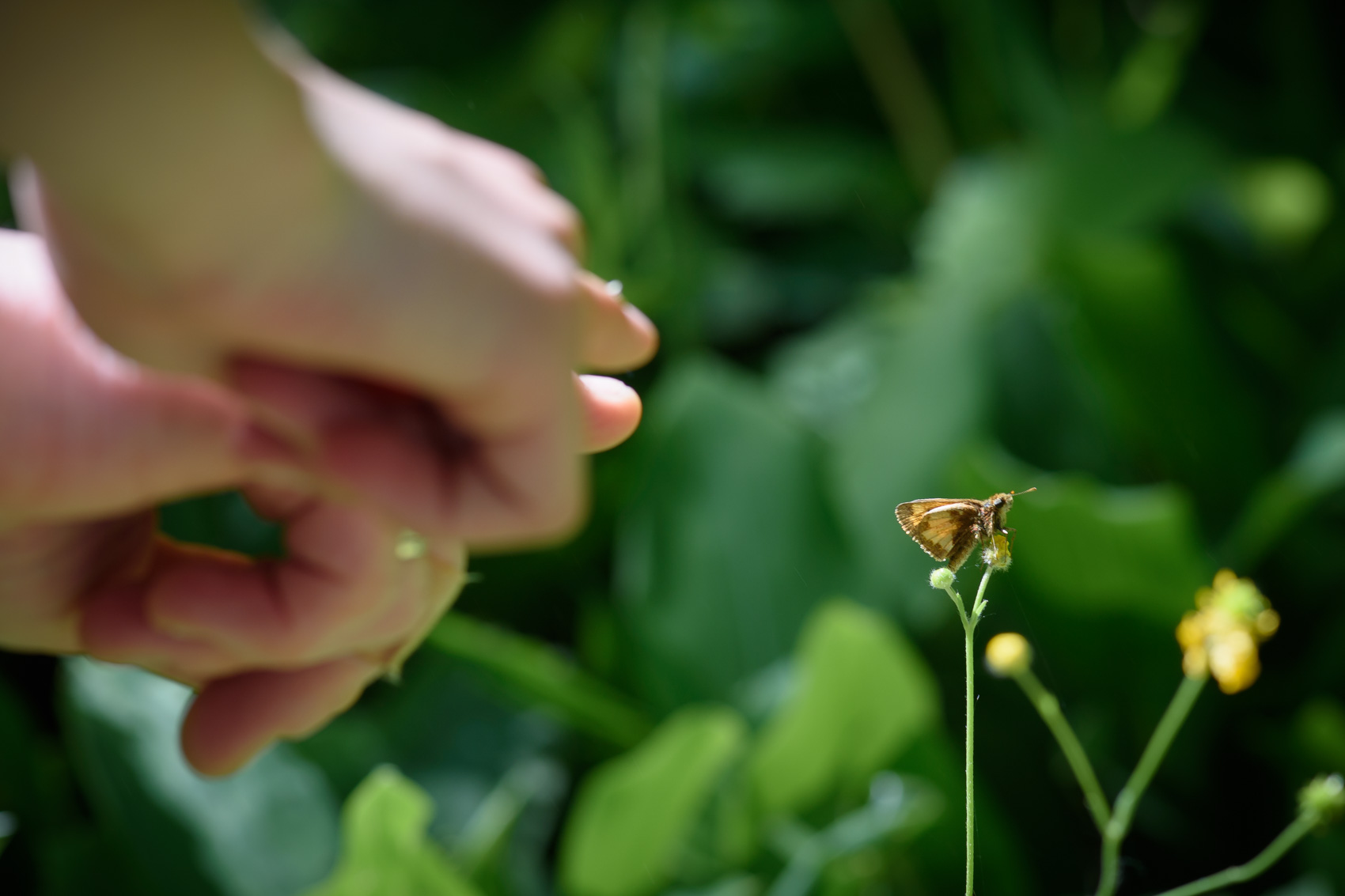 A pair of hands pointing at a skipper butterfly on a flower during a BioBlitz  