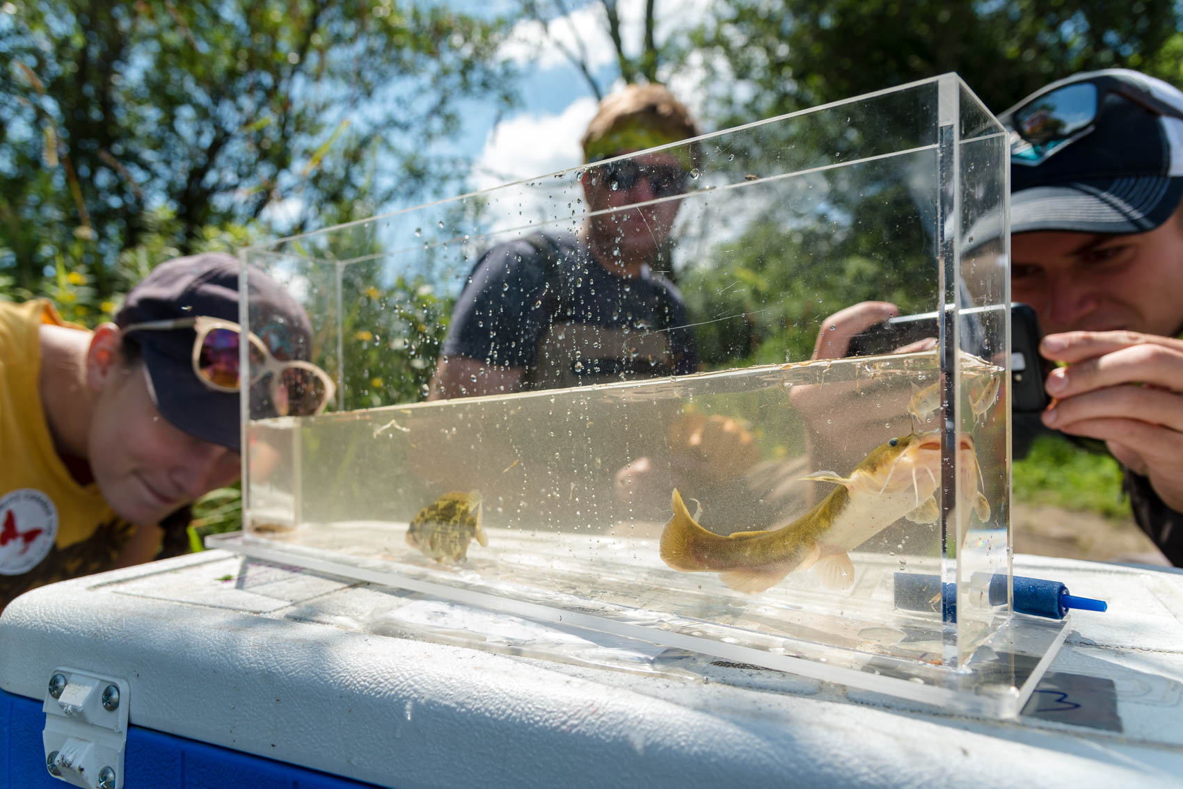 Three people looking a fish in a fish tank at a BioBlitz in Cambridge Ontario