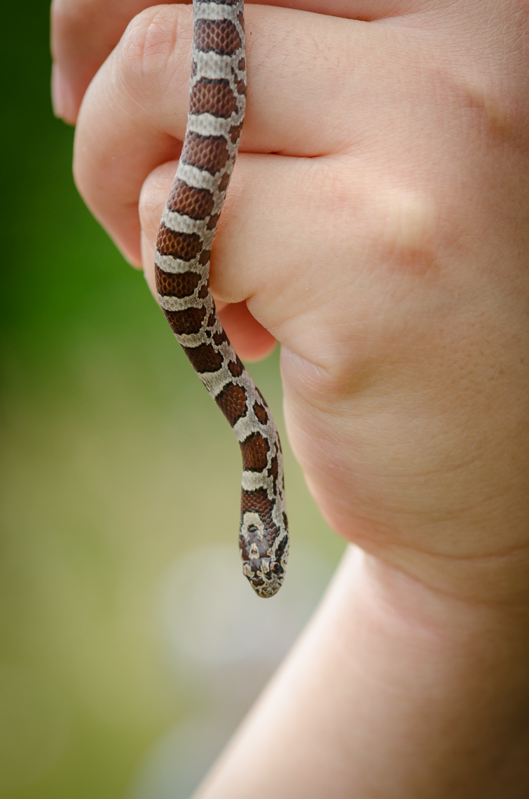 A hand holding up a milk snake © David Coulson conservation photojournalist