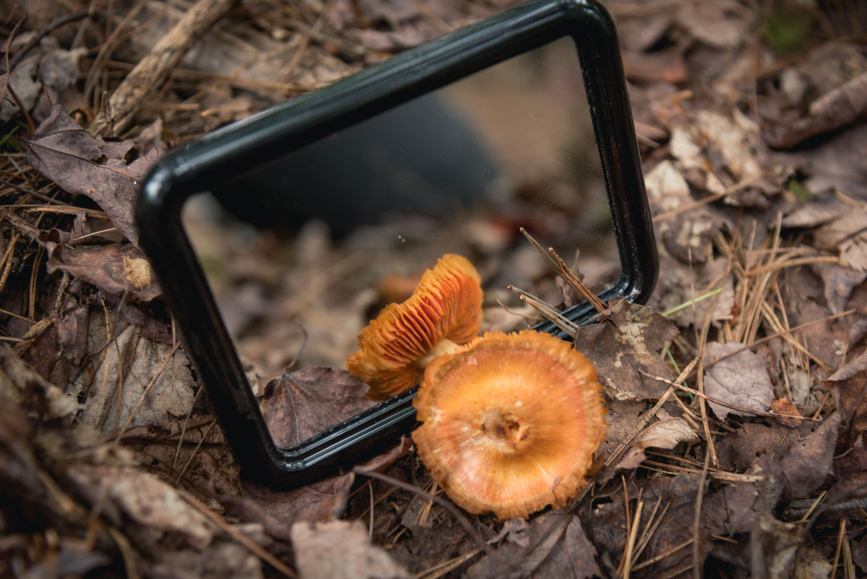 A small mirror looking at the underside of an orange mushroom