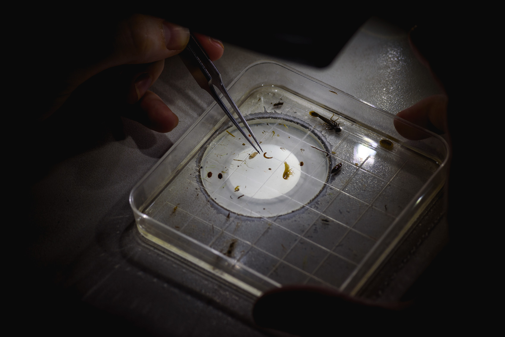 A hand using tweezers under a microscope to identify an aquatic invertebrate