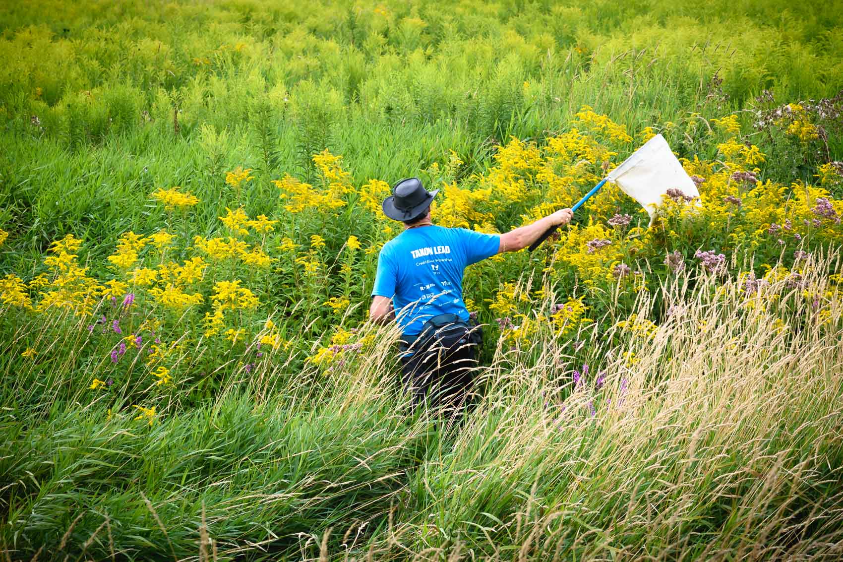 A scientist sweeps through a field with a net looking for spiders © David Coulson conservation photojournalist