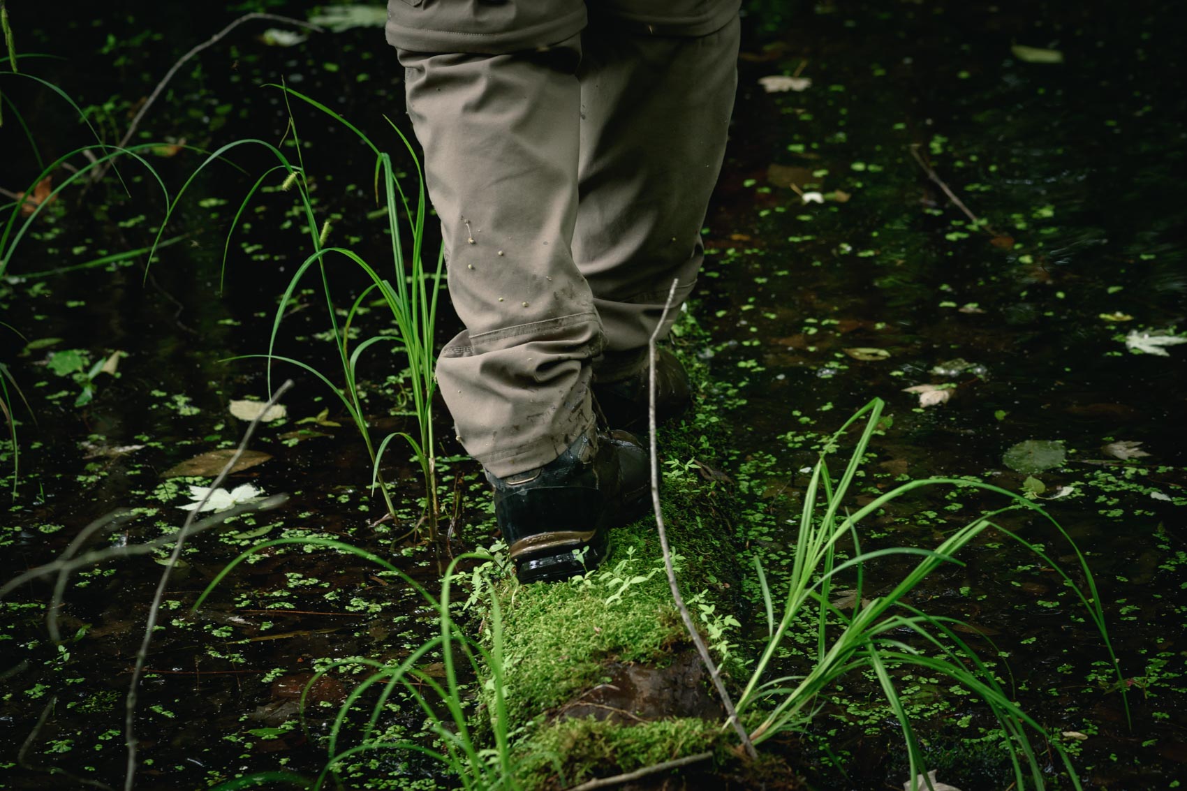 A boot walking across a mossy log in a swamp 
