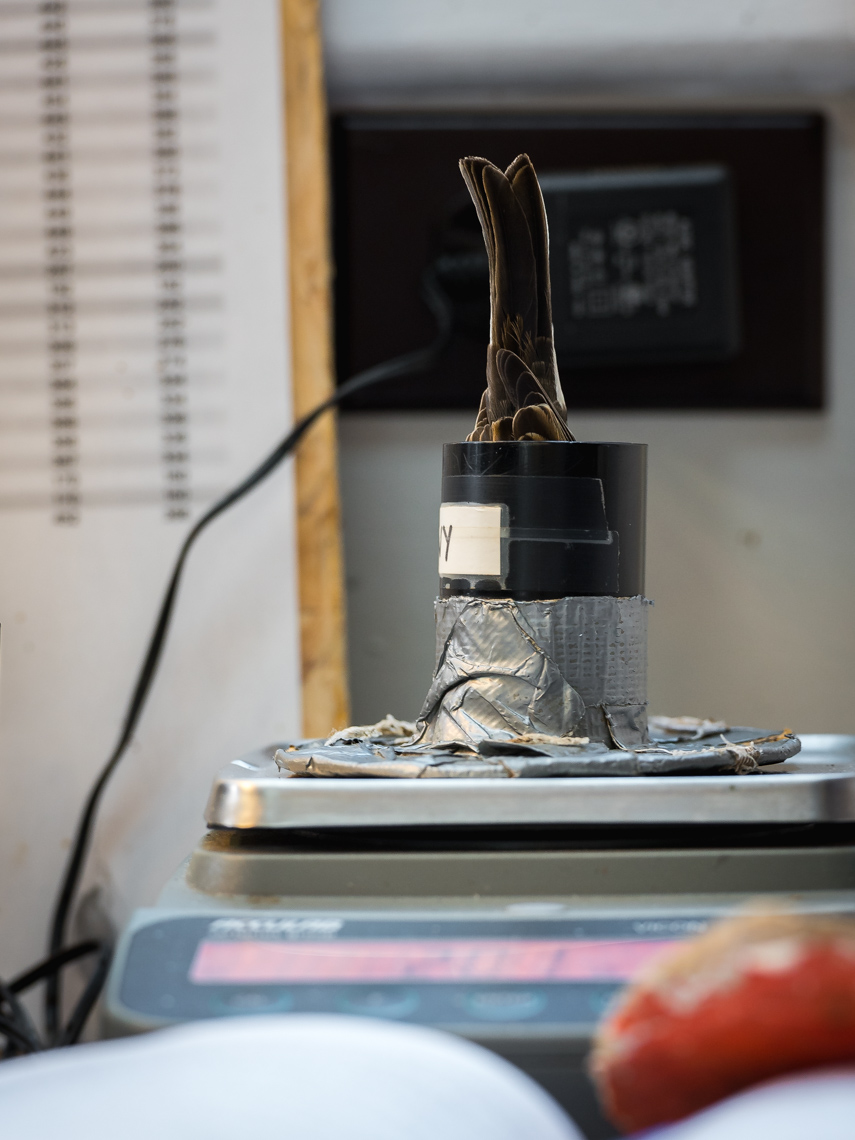 A bird upside down in an empty juice container on a scale to measure weight at the Long Point Bird Observatory