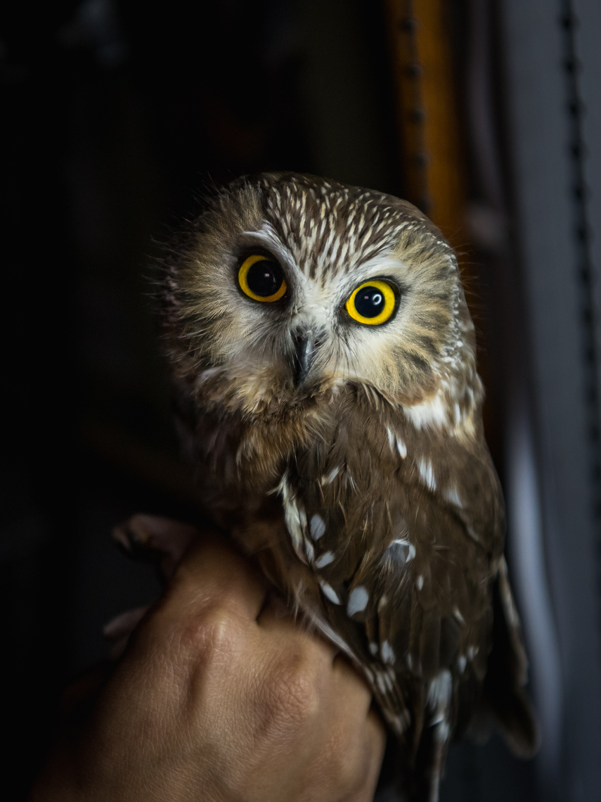 A hand holding up a Northern saw-whet owl in Long Point Bird Observatory research station