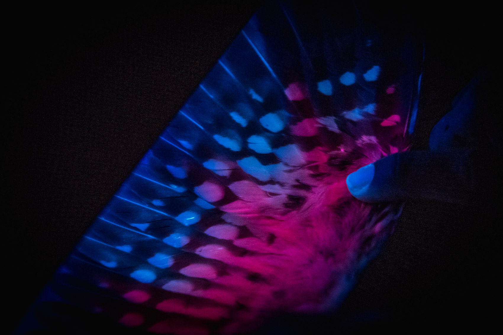 Northern Saw-whet owl wing under ultra violet light © David Coulson conservation photographer