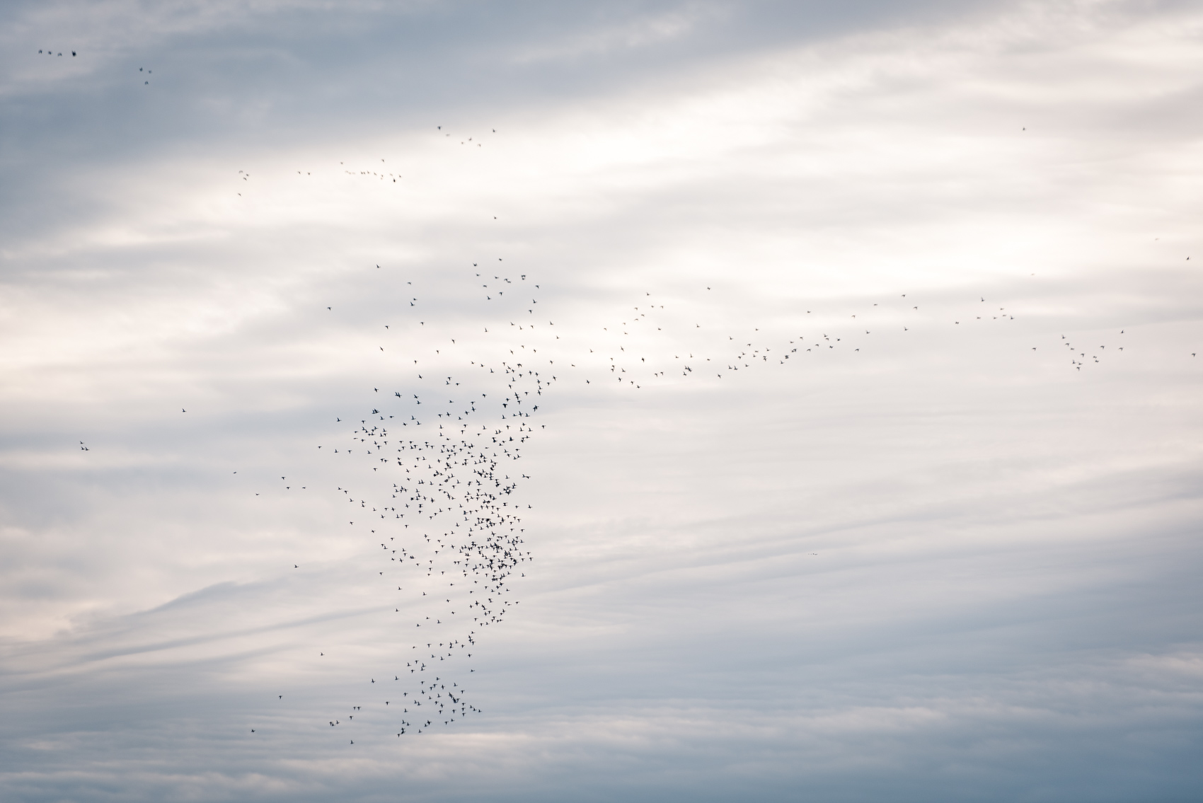 A flock of ducks flying in the morning sky in Long Point, Ontario