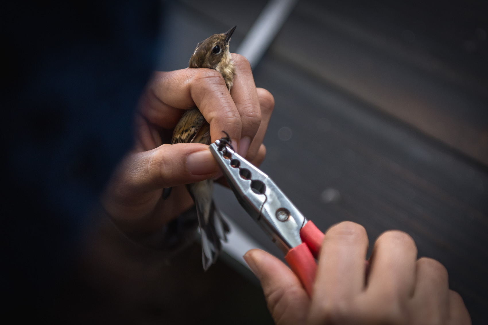 A bird bander uses banding pliers to place a band on a birds leg at the Long Point Bird Observatory research station