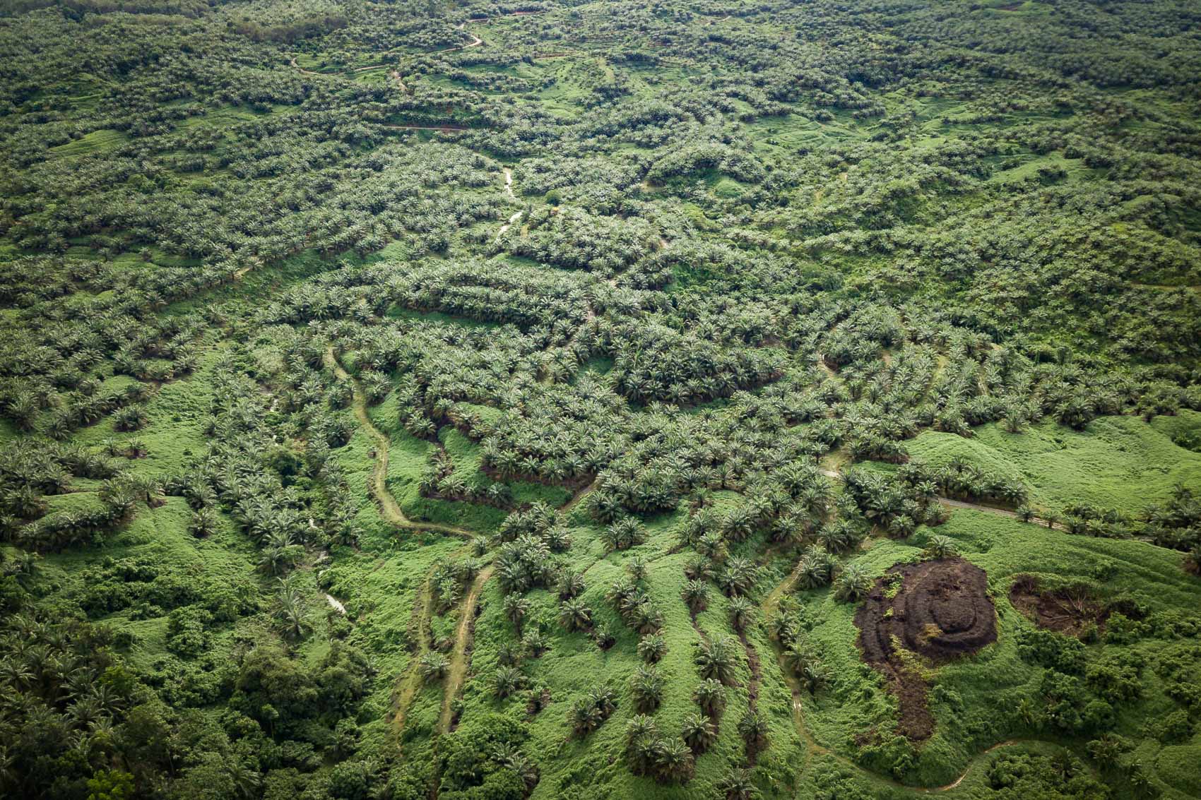 2008 guinness book of world 2025 records deforestation