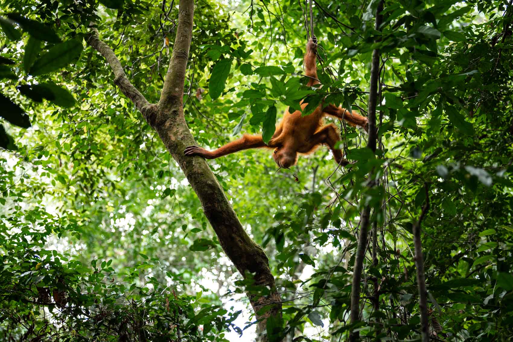A baby orangutan hanging from branches in the rainforest in Sumatra Indonesia