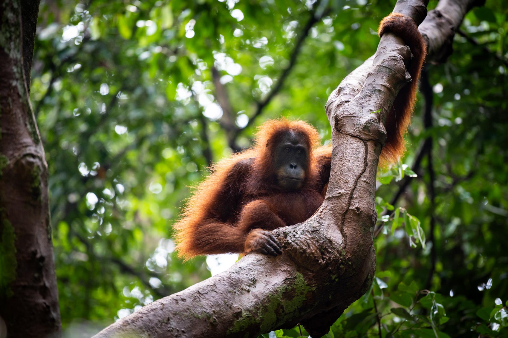 A female orangutan holds on to a branch of a tree inside the Gunung Leuser National Park
