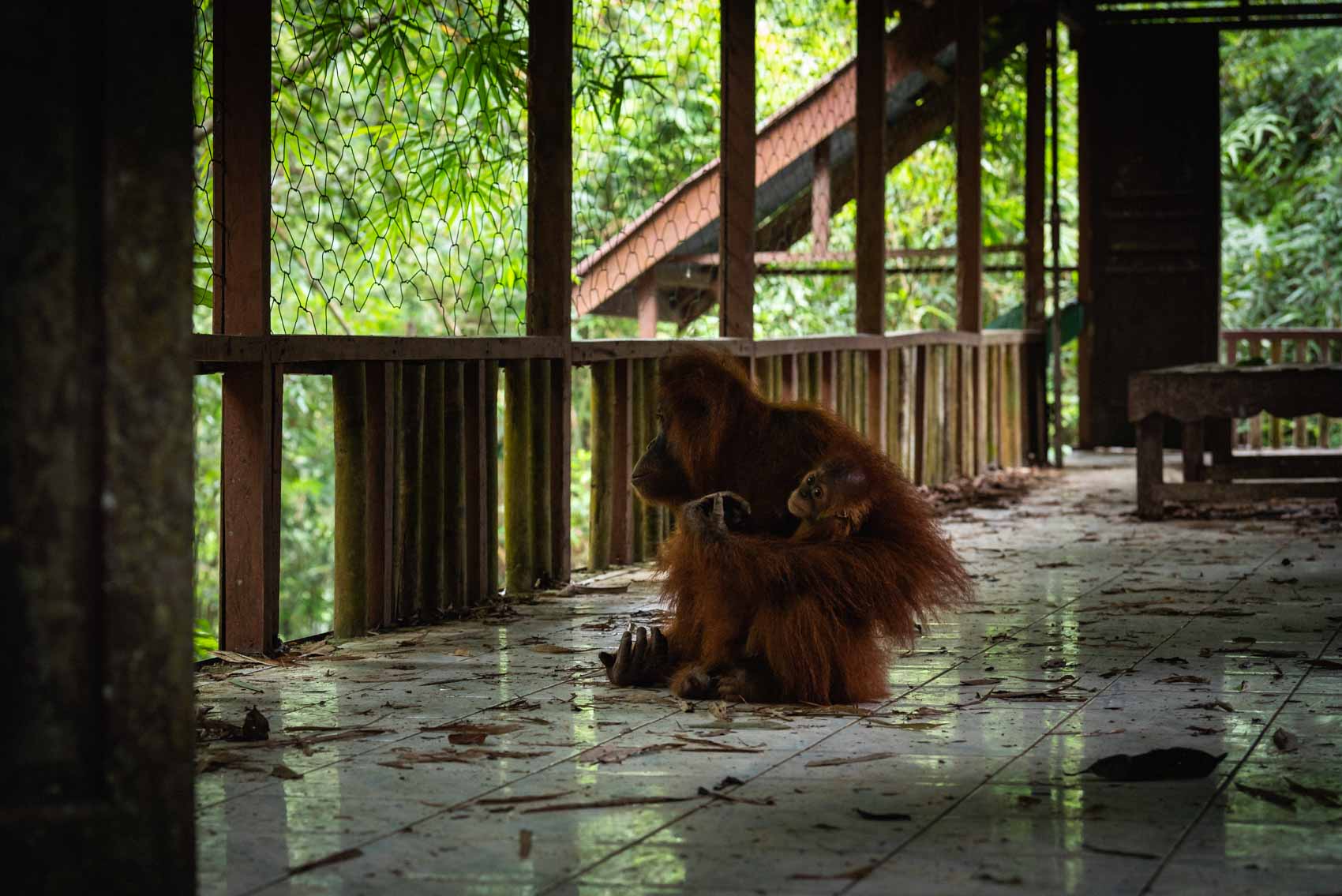 Website2019_David_Coulson_Stories-PalmOil-15