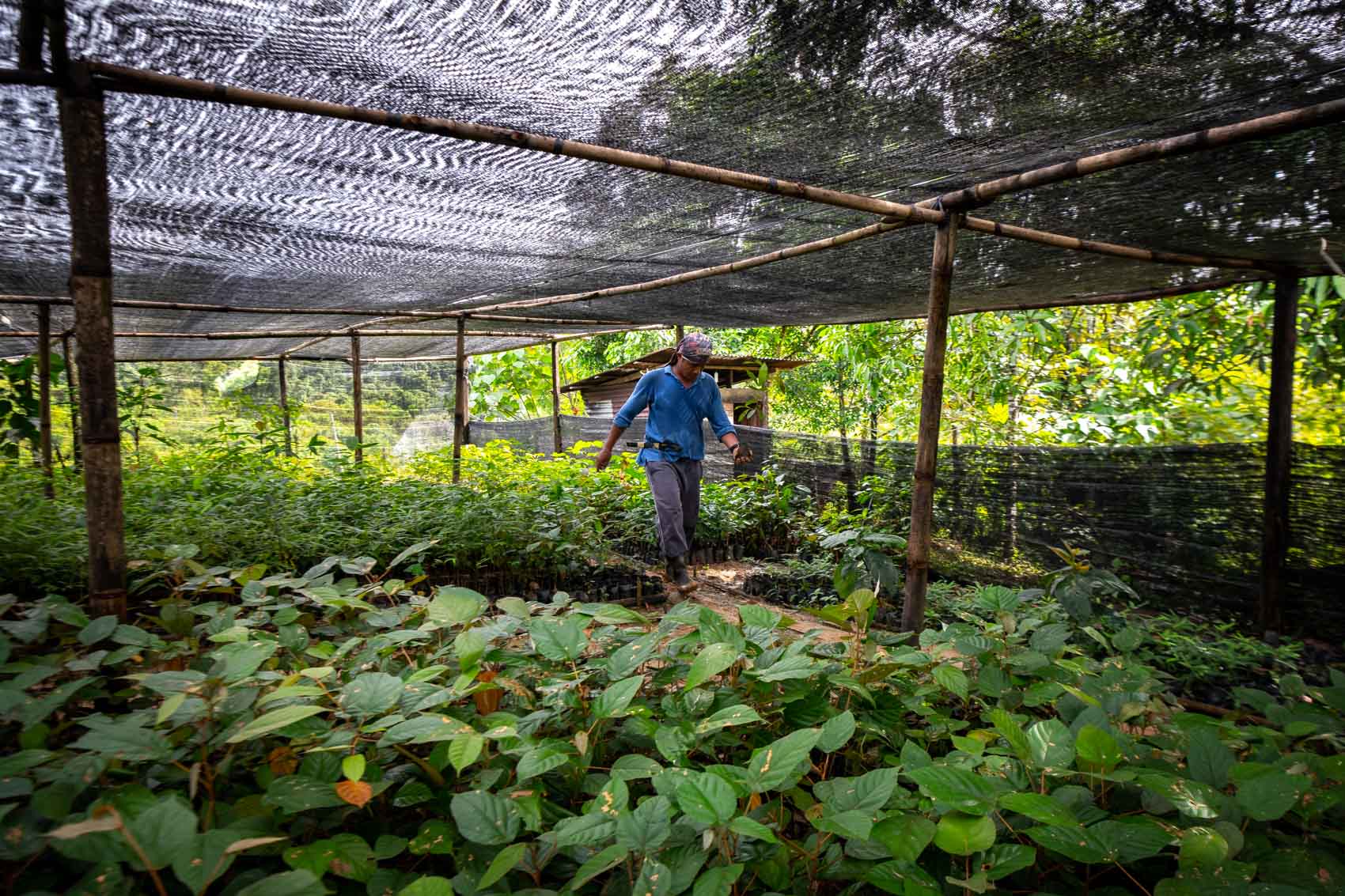 A restoration technician walks through a nursery filled with seedlings at the Orangutan Information Centre