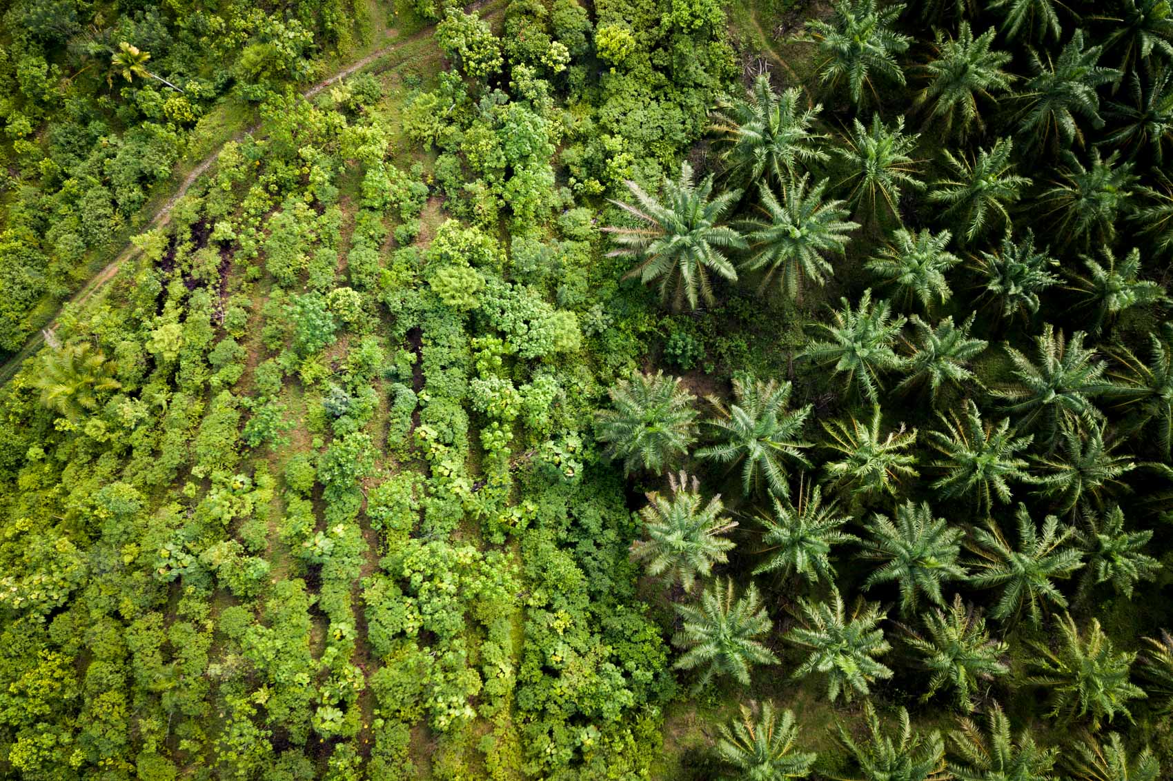 Aerial view of palm oil plantation next to a restoration site in Northern Sumatra, Indonesia
