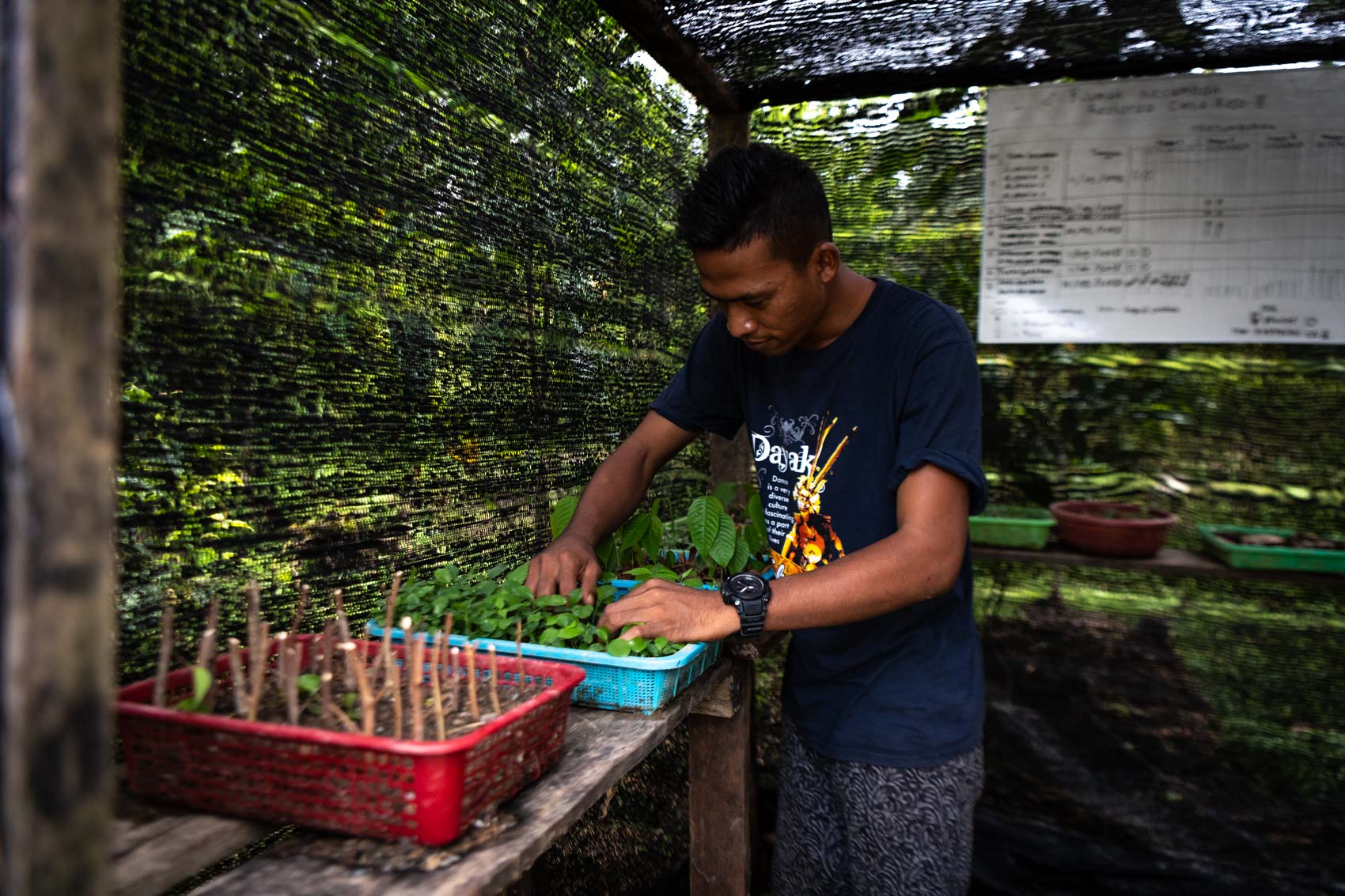 Orangutan Information Centre restoration technician checks on seedlings in a nursery