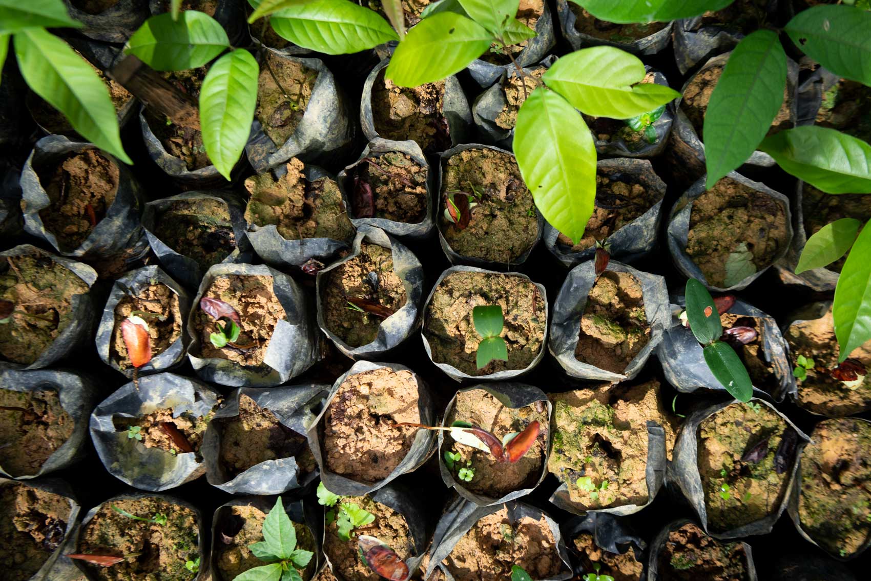 Seedlings in a plastic containers at the Orangutan Information Centre Cinta Raja restoration site