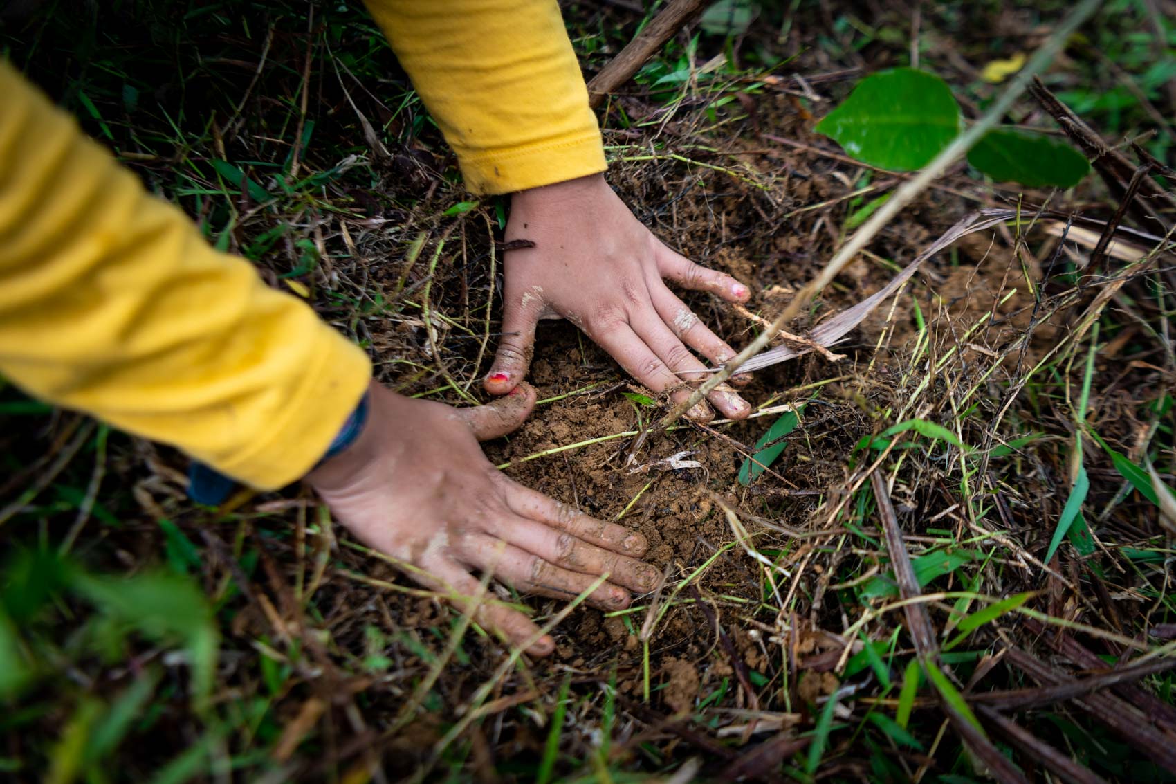 Hands pat the ground after planting a tree at the Orangutan Information Centre Cinta Raja restoration site