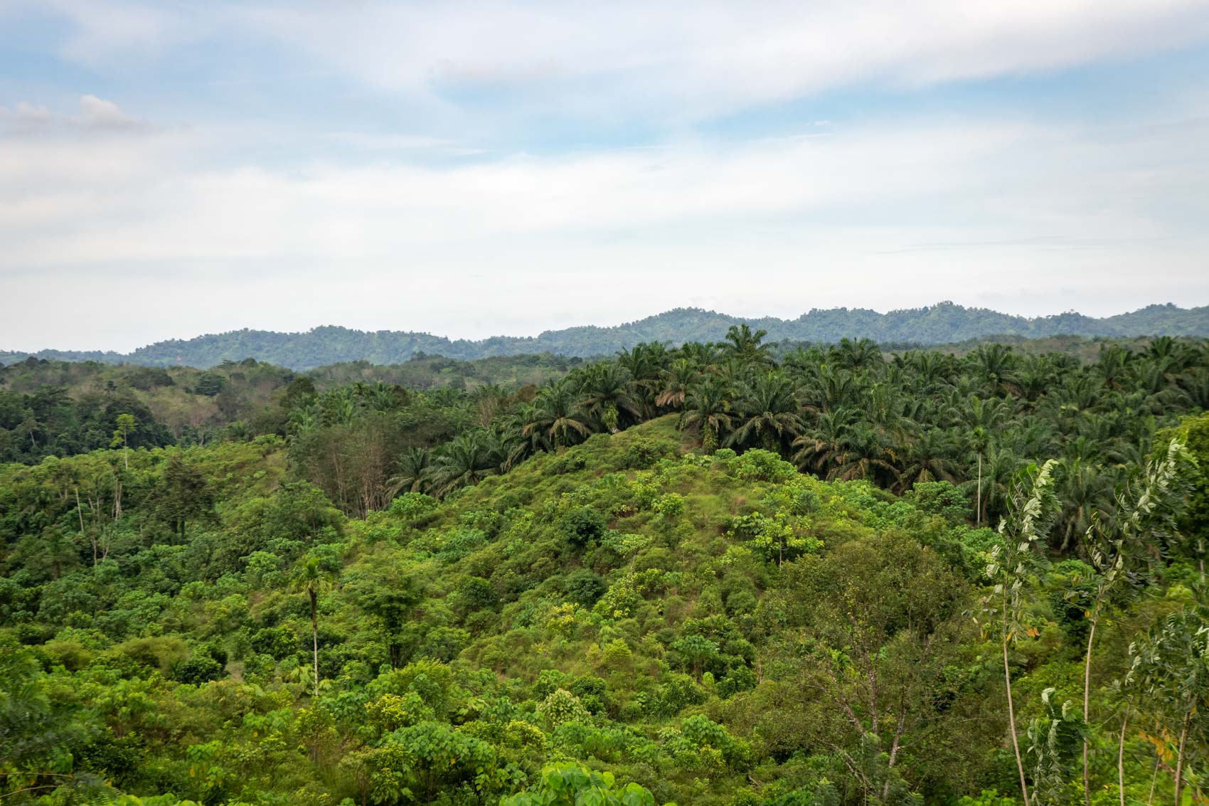 A young forest at the Orangutan Information Centre Cinta Raja restoration site
