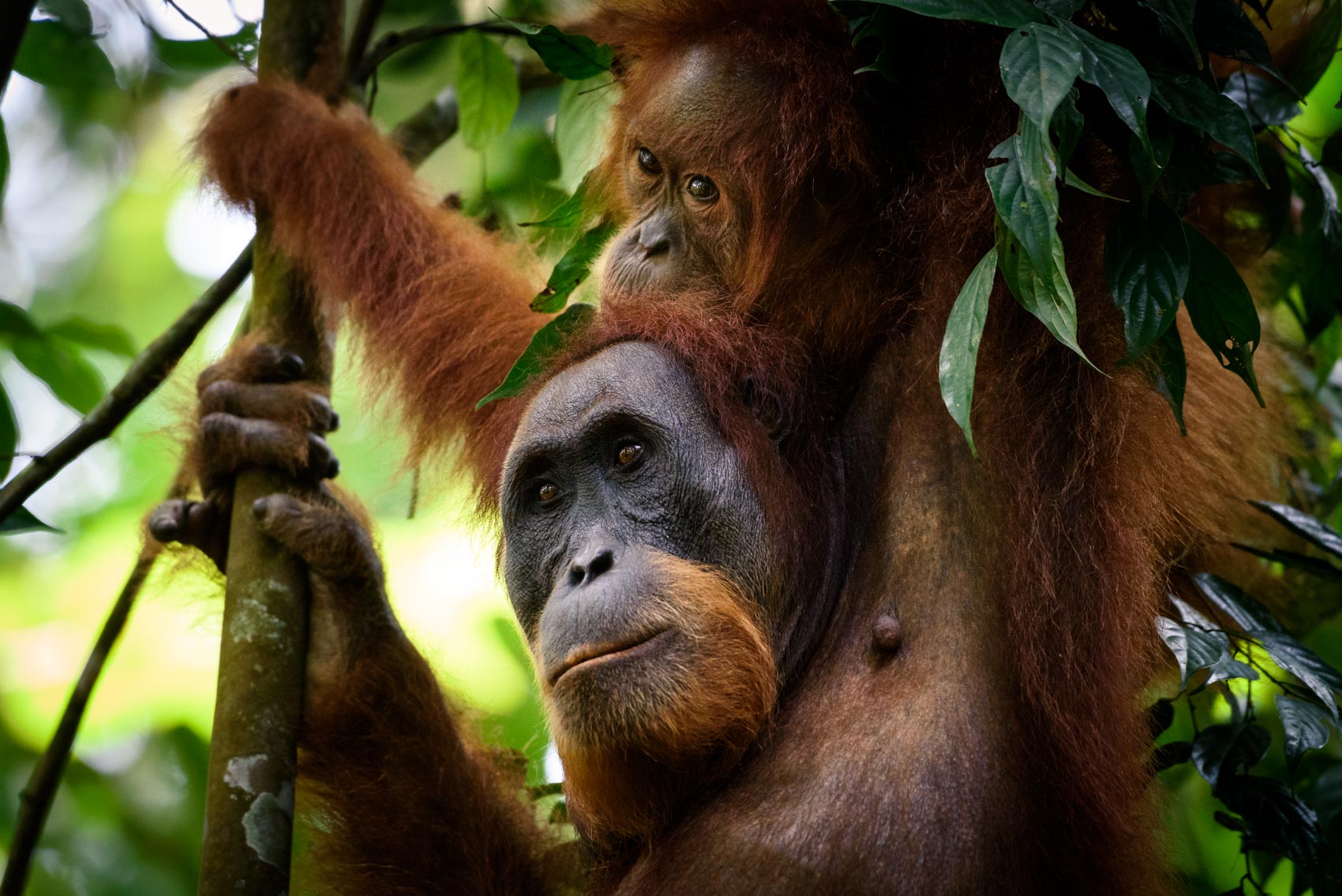 A female orangutan with her child hanging on top inside the Gunung Leuser National Park