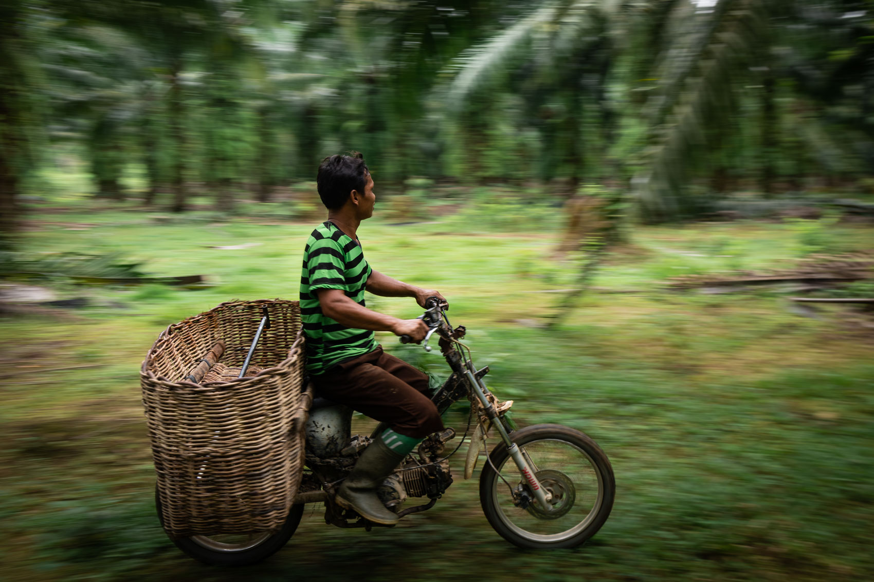 A palm oil worker rides a motorbike through a palm oil plantation in Northern Sumatra, Indonesia