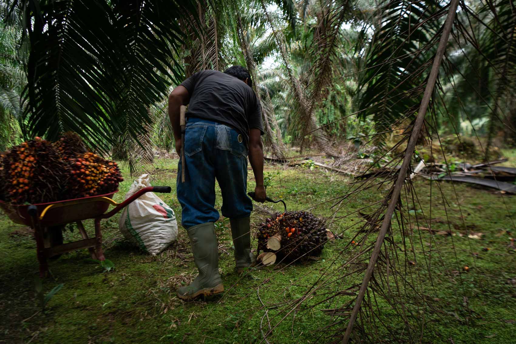 A palm oil worker hooking palm oil next to a wheel barrow filled with ...