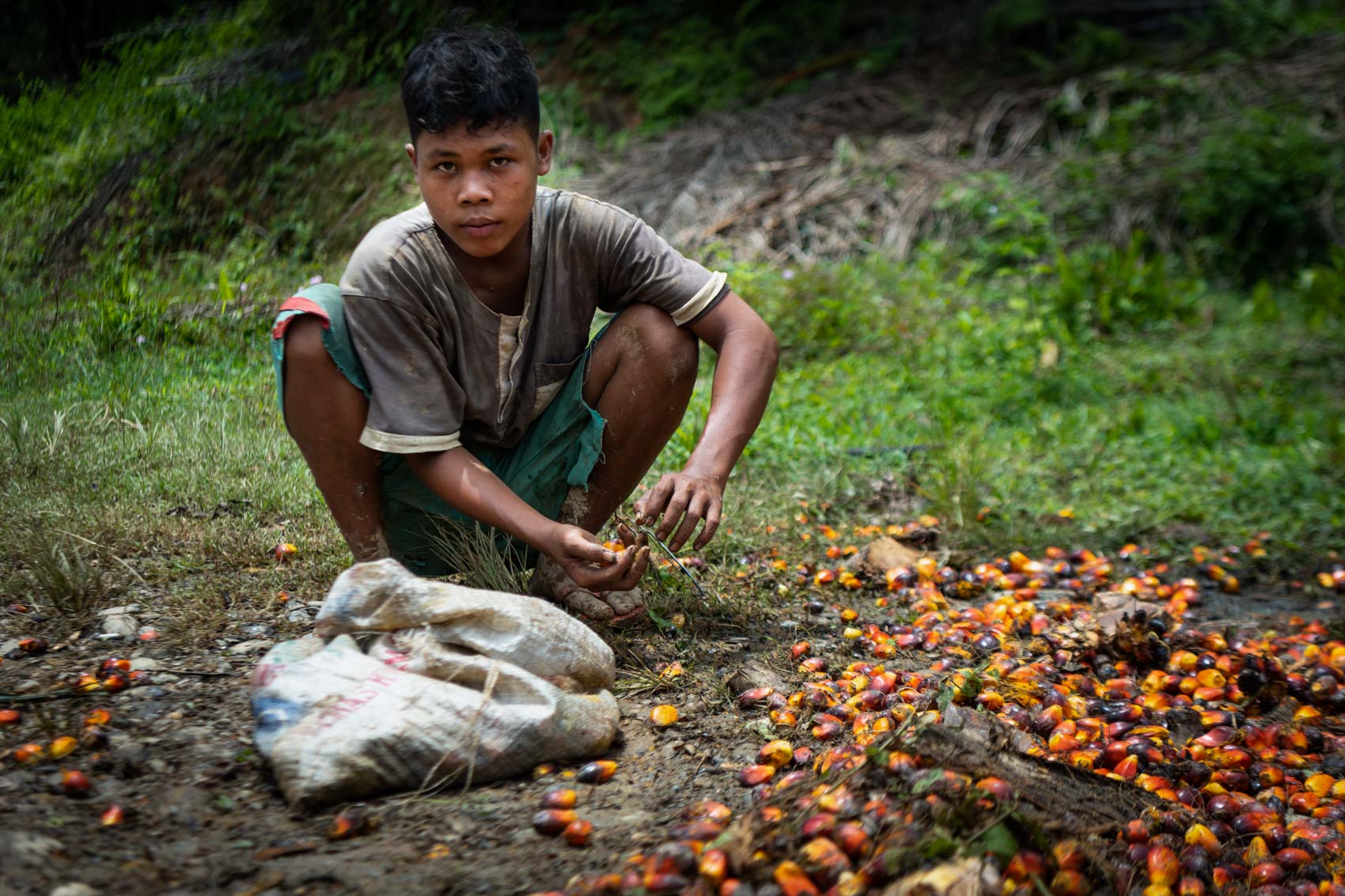 A boy collecting palm oil fruit on the ground in Northern Sumatra, Indonesia