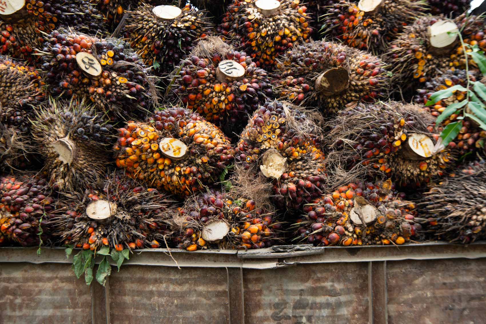 Bunches of palm oil fruit on the back of a truck © David Coulson conservation photographer