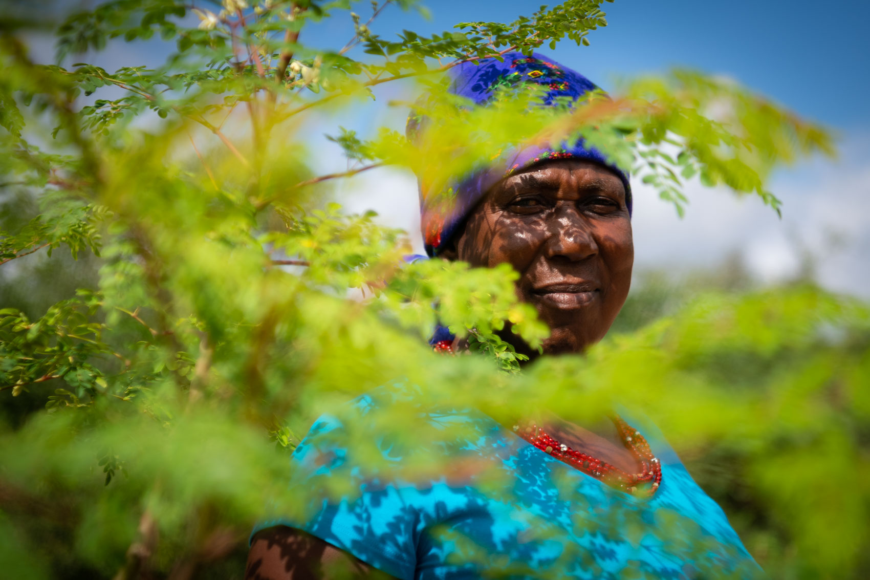 A granny looks through a moringa tree at Nourish eco village in South Africa