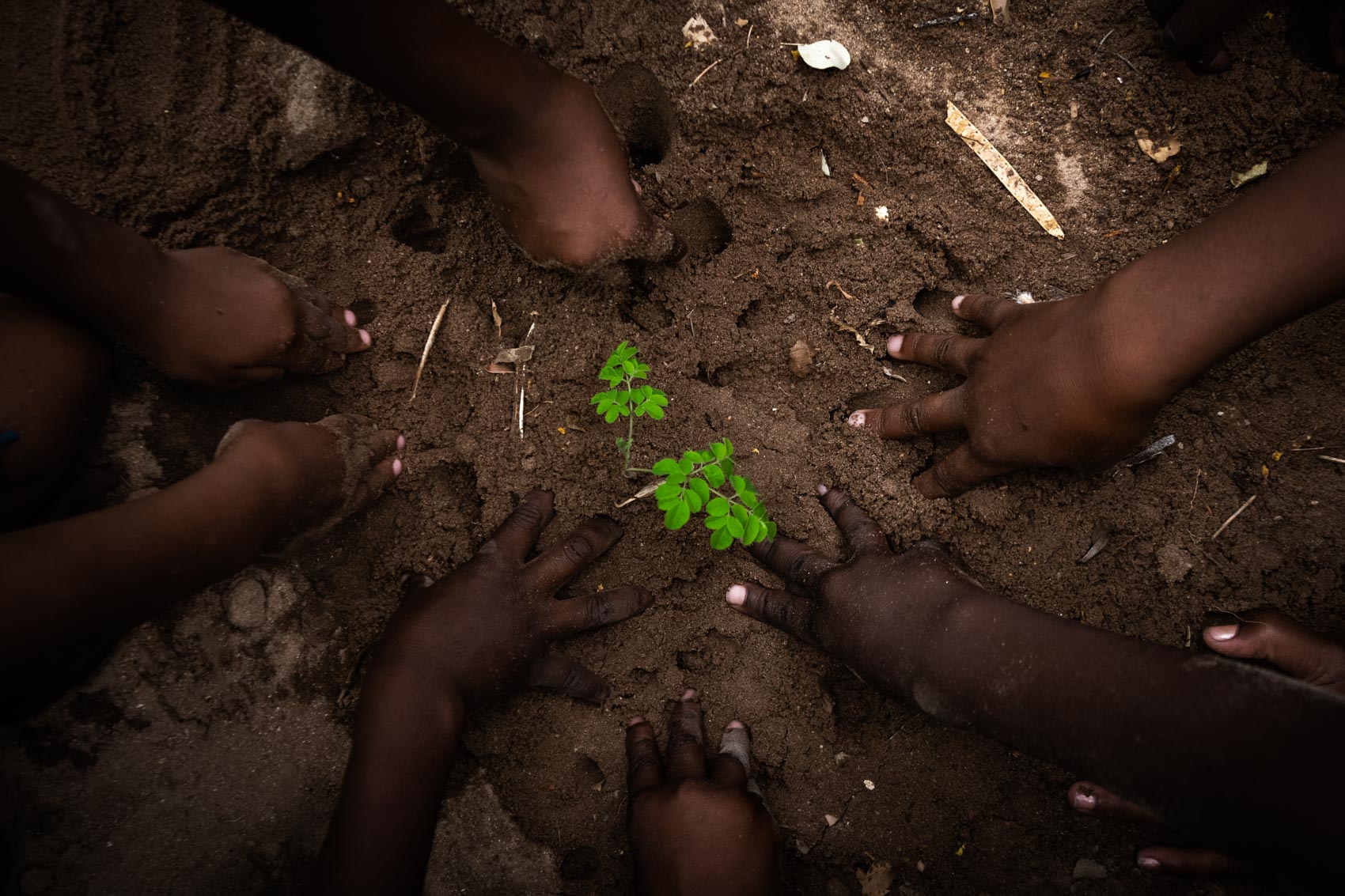 Children hands padding the dirt while planting © David Coulson conservation photographer