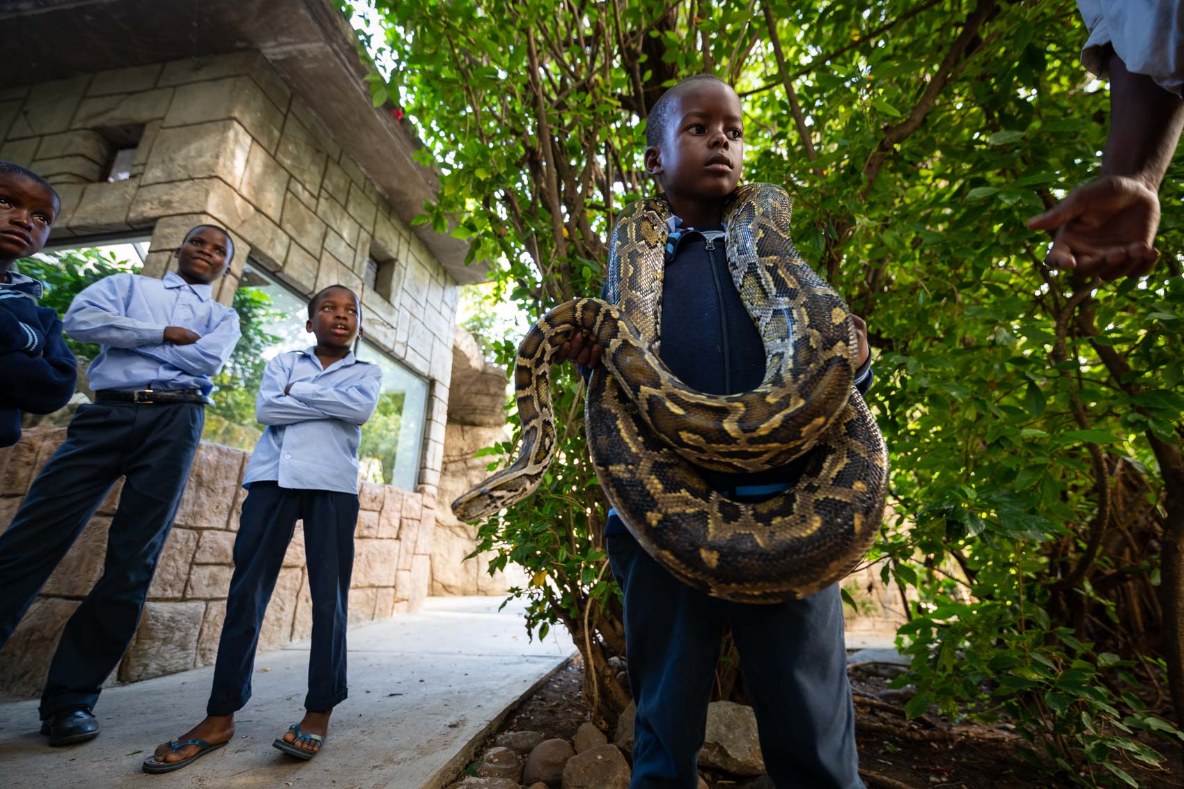 An african school boy holds a python next two classmates at Kinyonga Reptile Center in South Africa
