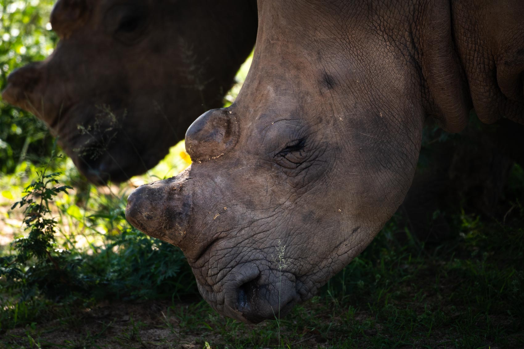 The face of a dehorned southern white rhino at the Hoedspruit Endangered Species Centre in South Africa