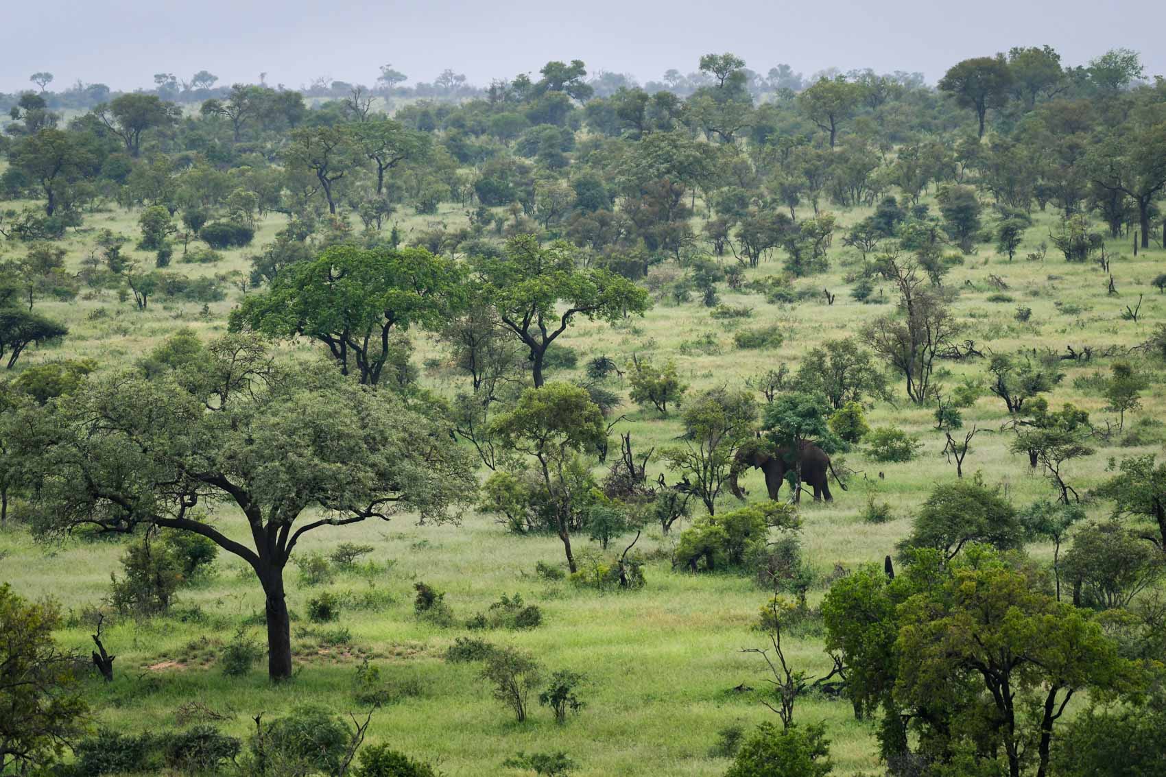 African savanna with an elephant in South Africa