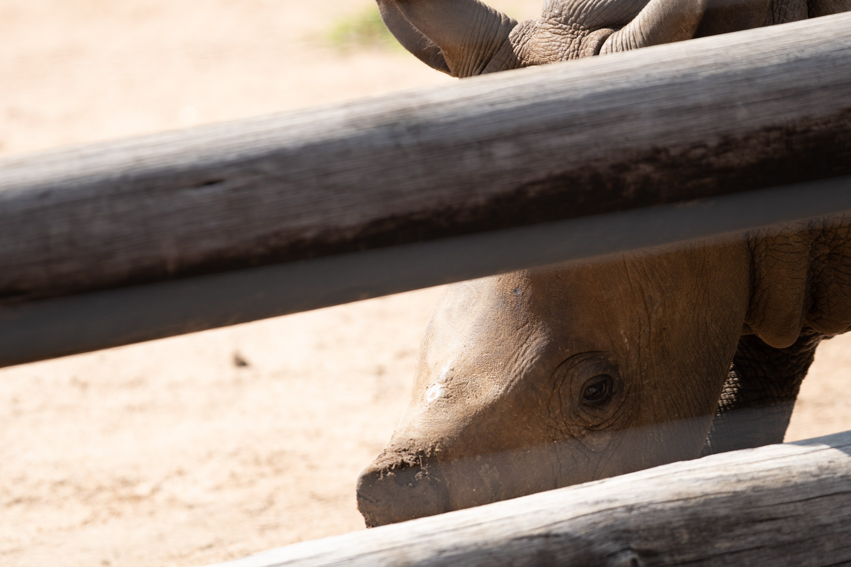 A baby southern white rhino dehorned on the other side of a wooden fence © David Coulson conservation photographer