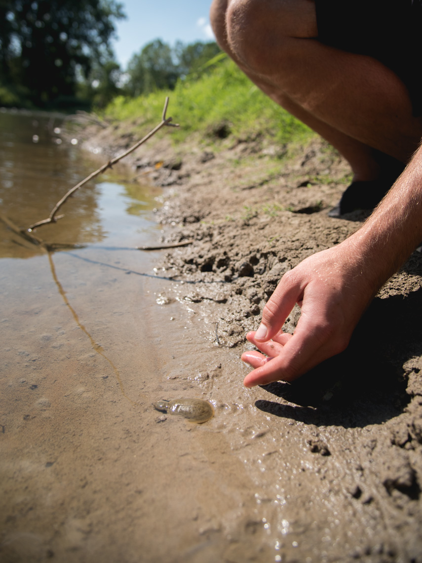 A hand releases a baby spiny softshell turtle into a river bank © David Coulson conservation photographer