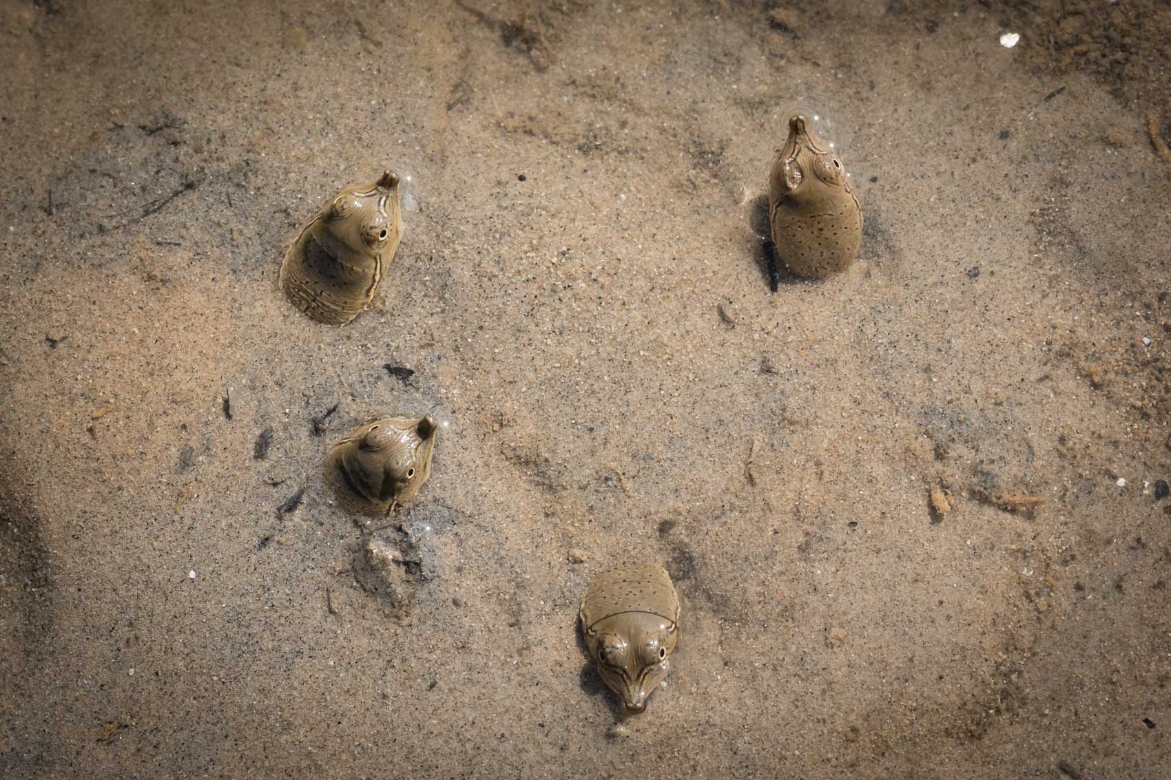 Four baby softshell turtles poke their heads out of the sand in the Upper Thames River