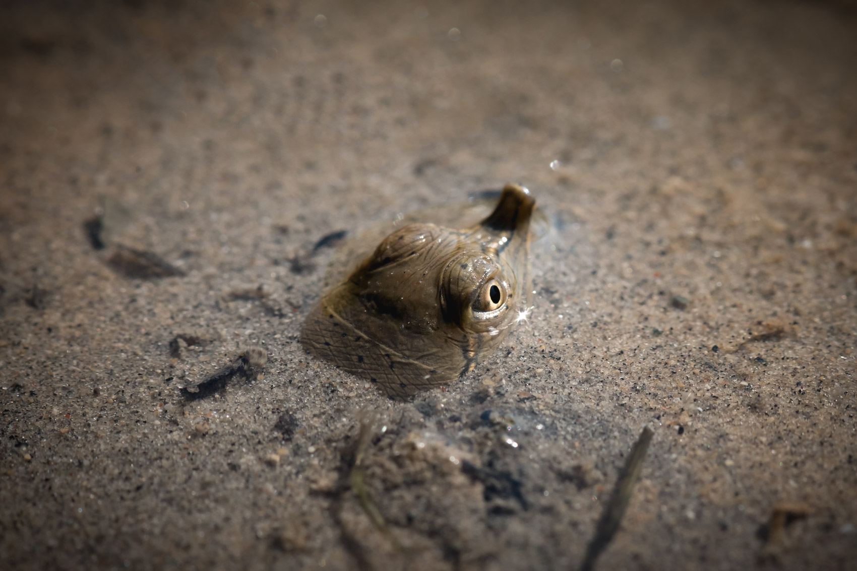 A spiny softshell turtle head poking up from the sand in the Upper Thames River © David Coulson conservation photojournalist