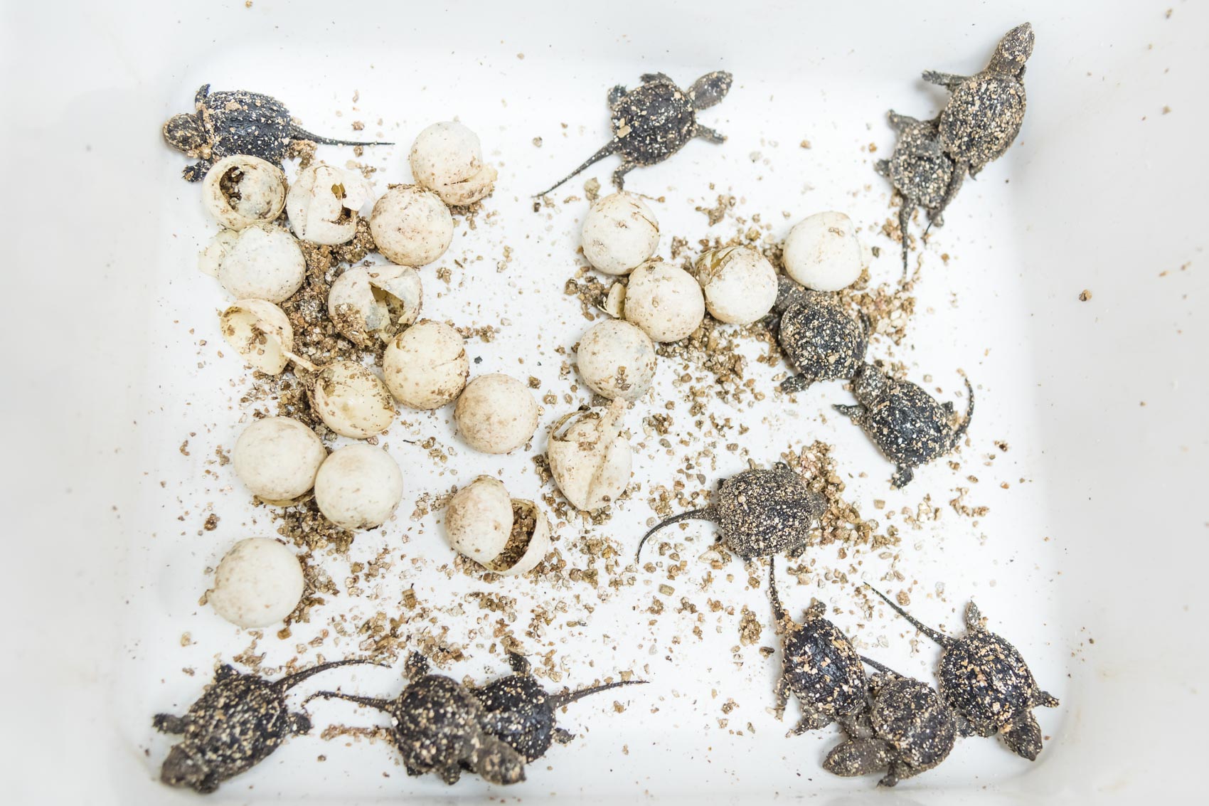 A tub full of baby spiny softshell turtles recently hatched from their eggs at a lab at the UTRCA