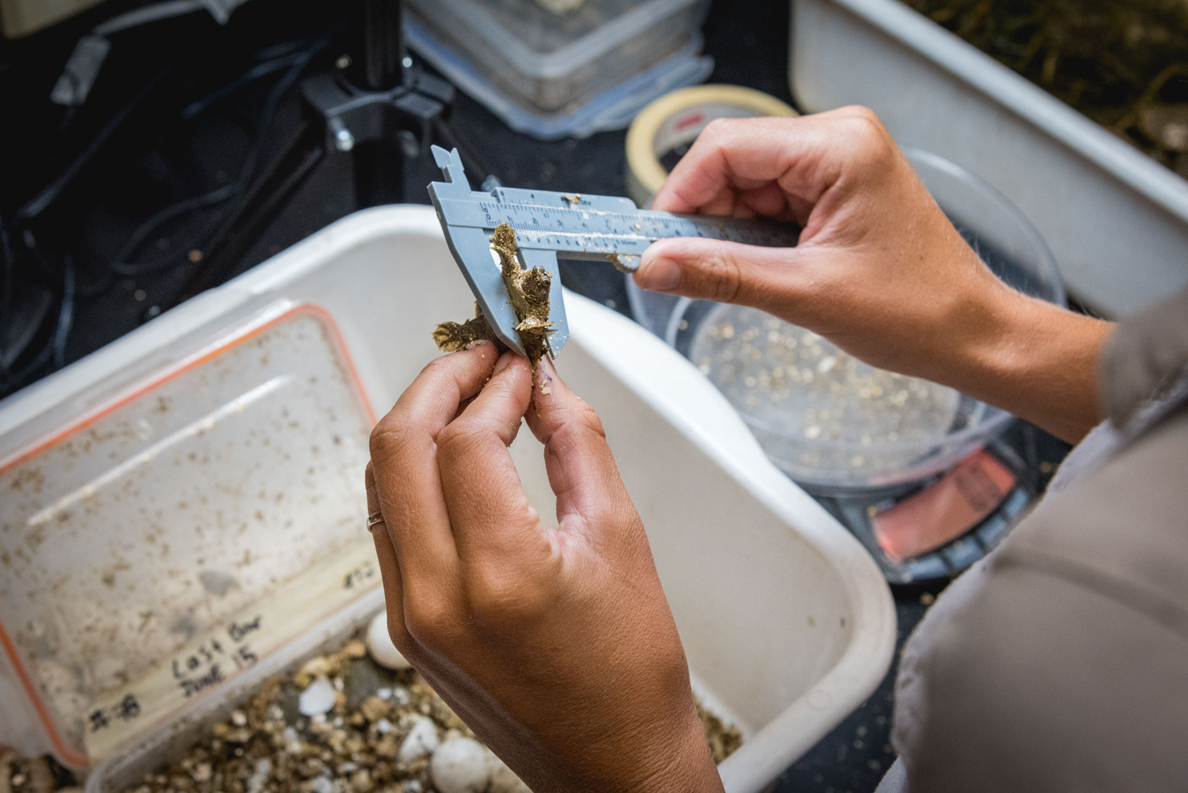 A research aassistant measures a baby spiny softshell turtle with a Vernier caliper