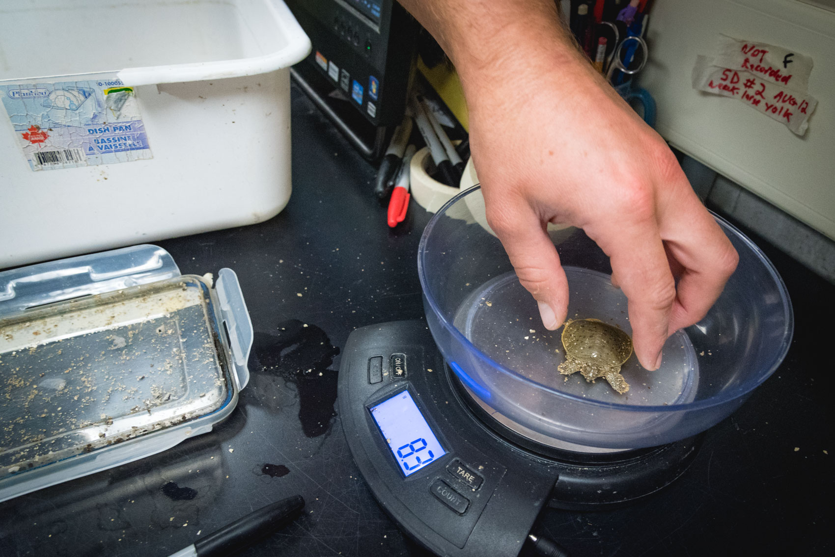 A research assistant measures a baby spiny softshell turtle weight on a scale