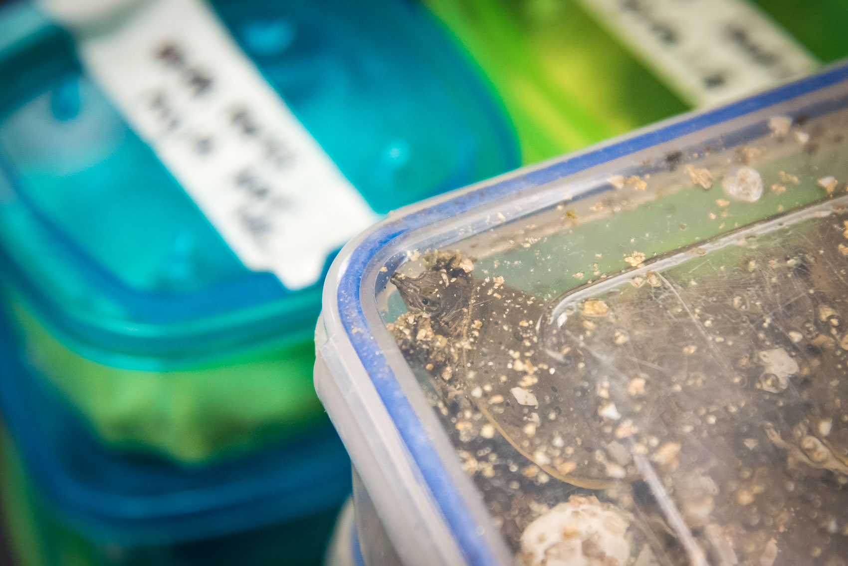 A hatched spiny softshell turtle baby in a plastic container in a lab at the UTRCA