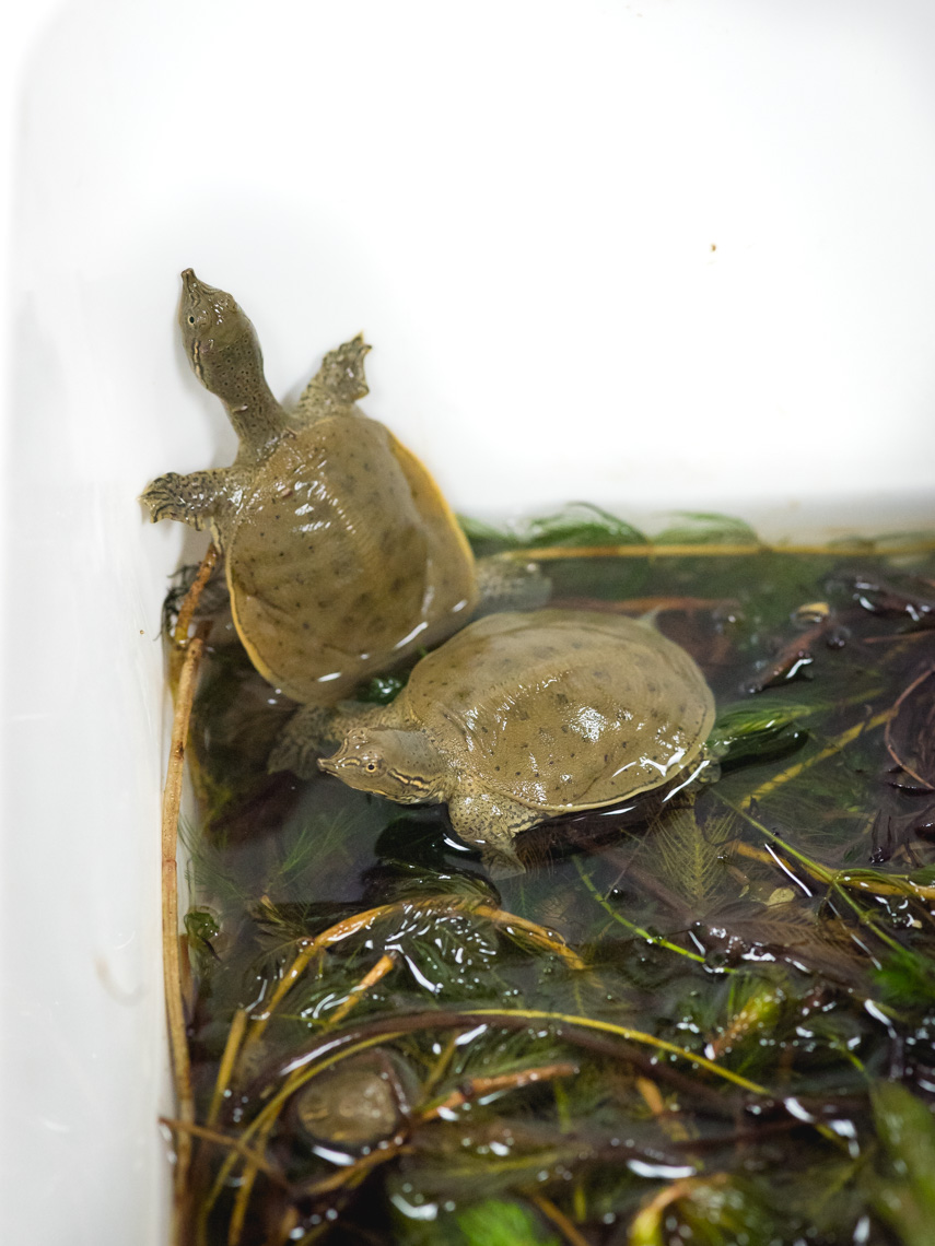 Two baby spiny softshell turtles in a plastic tub with seaweed